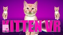 This VR parody with kittens is purrfect