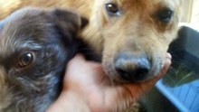 Dogs