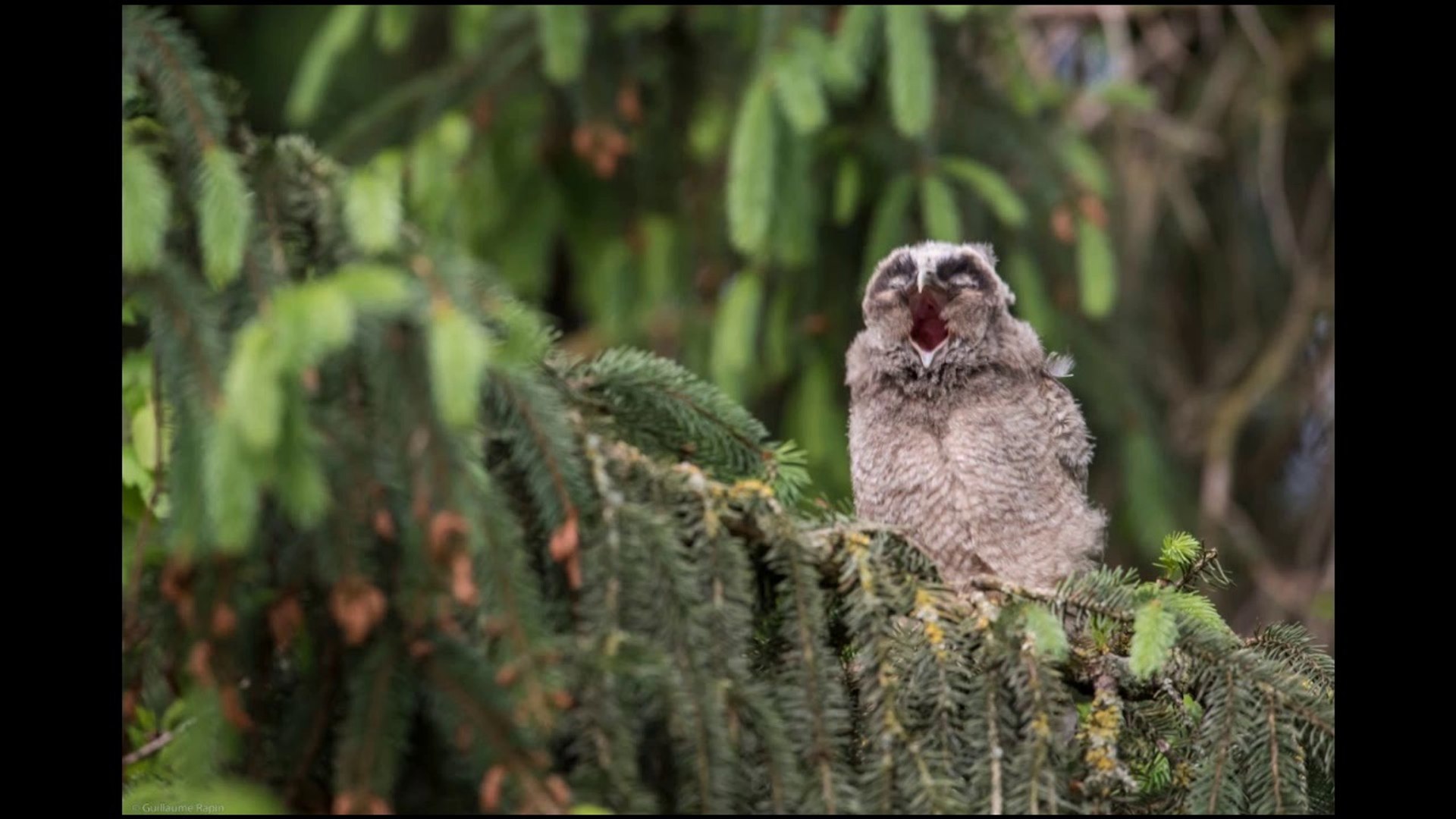 Cri Du Hibou Moyen Duc Juvenile Video Dailymotion
