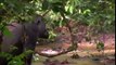 Les Gorilles Du Congo Documentaire Complet En Francais