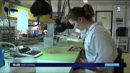 Agriculture : la crise du blé