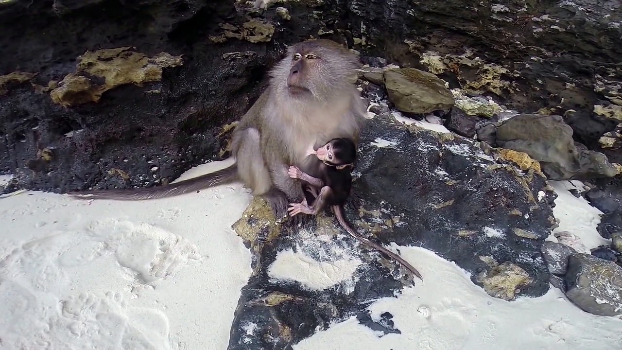 CUTE BABY MONKEY, FUNNY BABY MONKEY, MONKEY BREASTFEEDING BABY, MONKEY BEACH, THAILAND