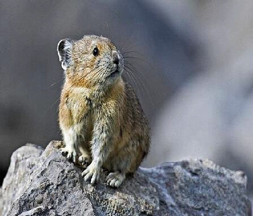 Pika Climate Change