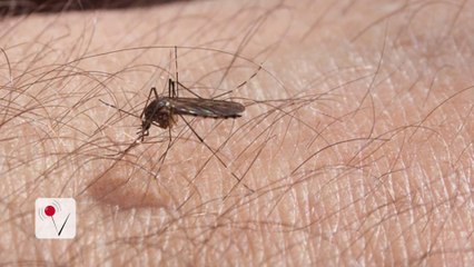 Man Unknowingly Transmits Zika to Female Partner During Sex