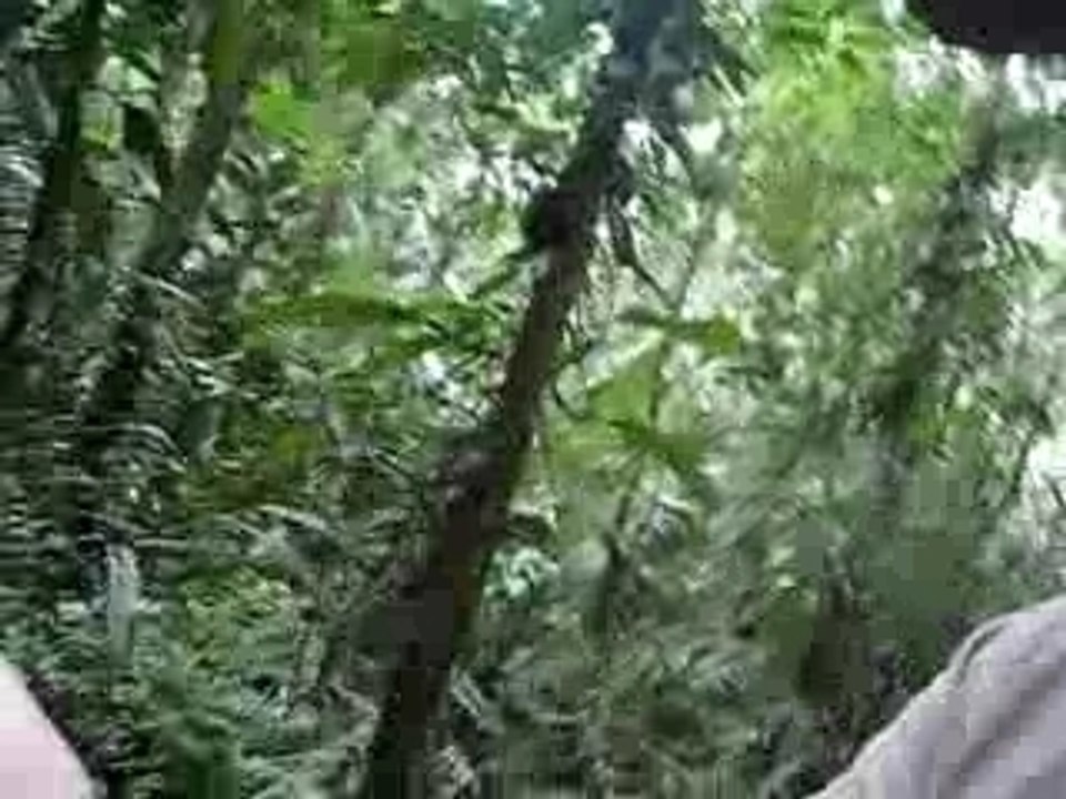 Les morsures de fourmis rouges donnent la force