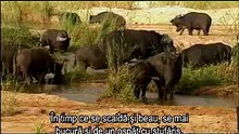 Raurile Africii-Gigantii