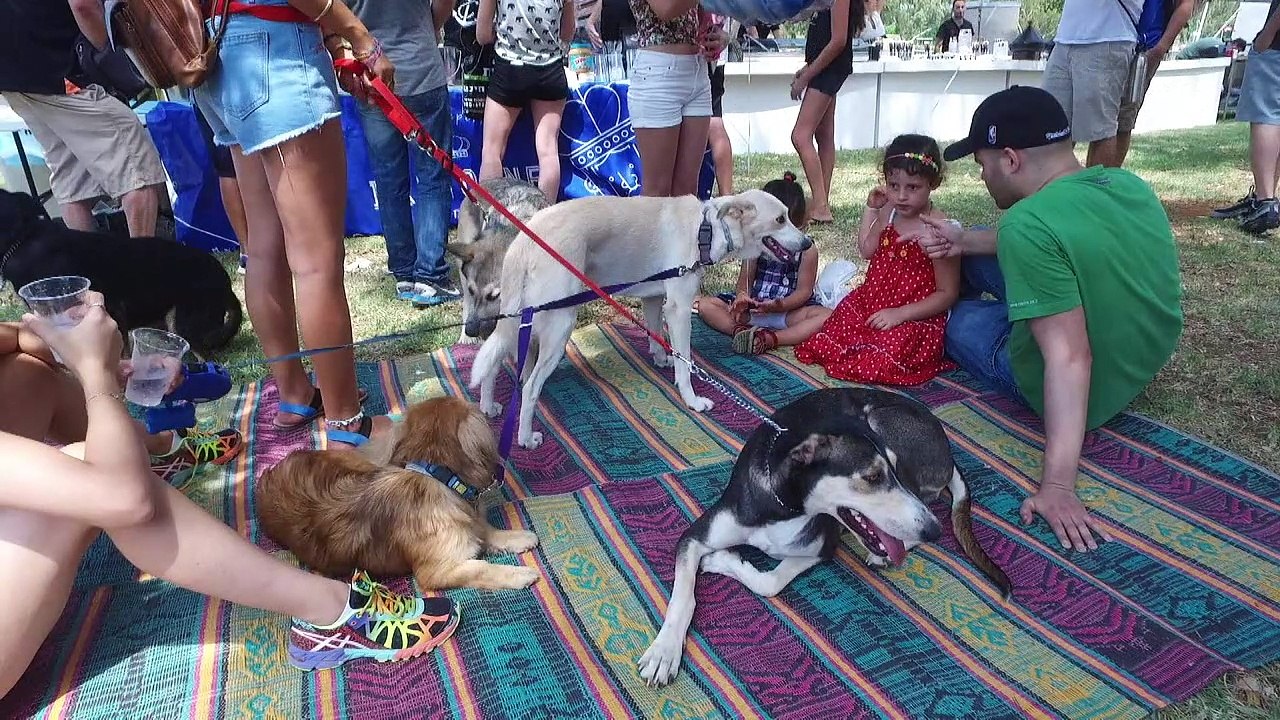 Israël: des chiens et leurs maîtres entre les mains de masseurs
