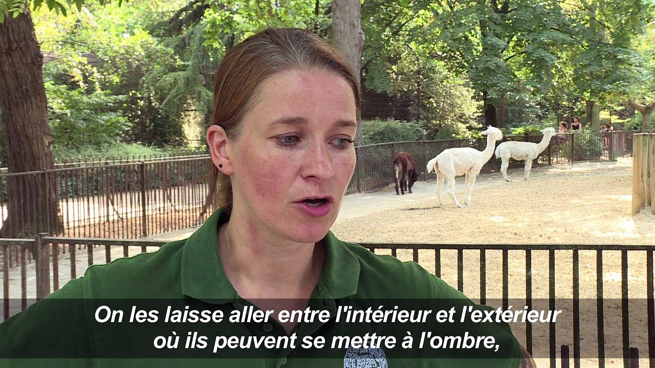 Canicule: les animaux du zoo du Jardin des Plan...