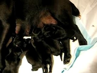 28.07 - Lola & ses chiots.