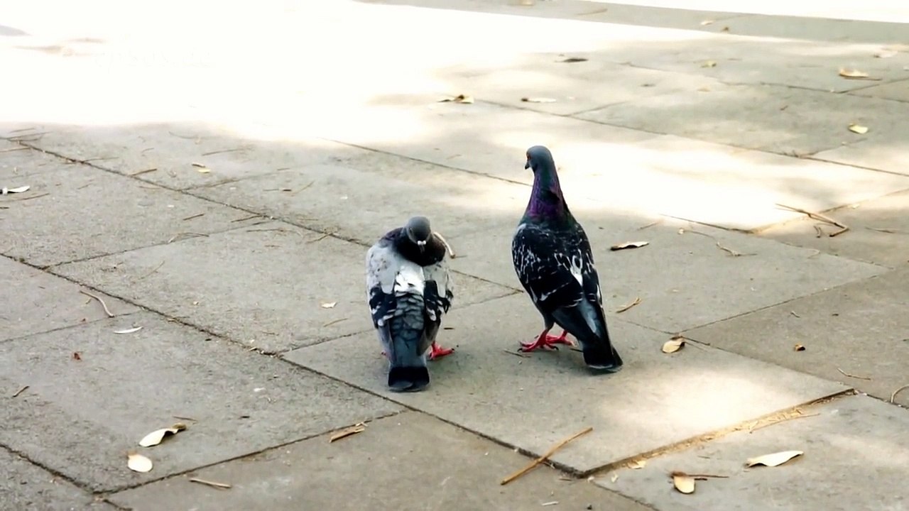 Pigeon Mating Games in Europe