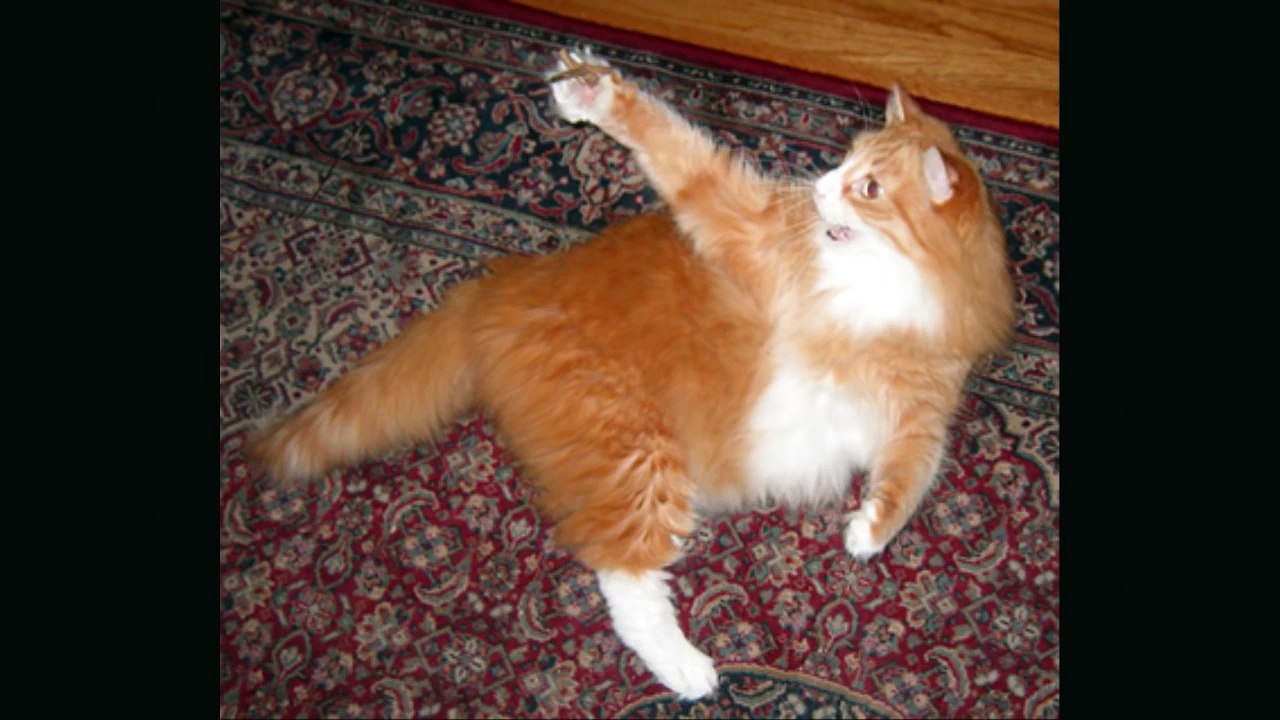 Cat, I'm a Kitty Cat and I Dance, Dance, Dance, Dance originally posted by Autobotsown on Youtube