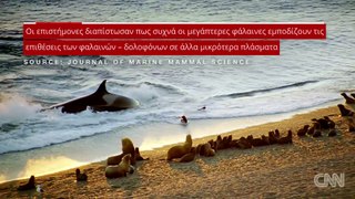 ΣΦΥΓΜΟΣ TV: Μεγάπτερες φάλαινες_ Οι αλτρουιστές των θαλασσών (1)