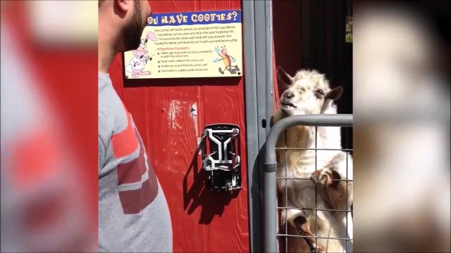 Cette chèvre essaie de nous dire quelque chose... Mais quoi???