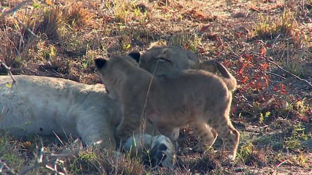 Un lionceau vient reveiller maman... Trop mignon
