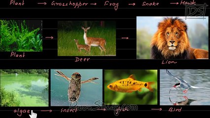 Our Environment _ CBSE Class 10 Science (Biology)