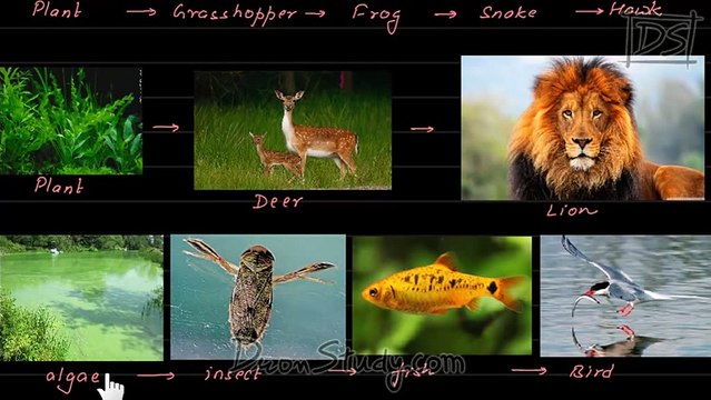 Our Environment _ CBSE Class 10 Science (Biology)