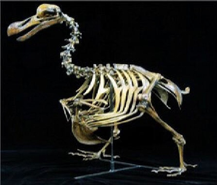 Skeleton Dodo Bird