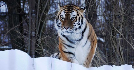 the quest for siberian tigers