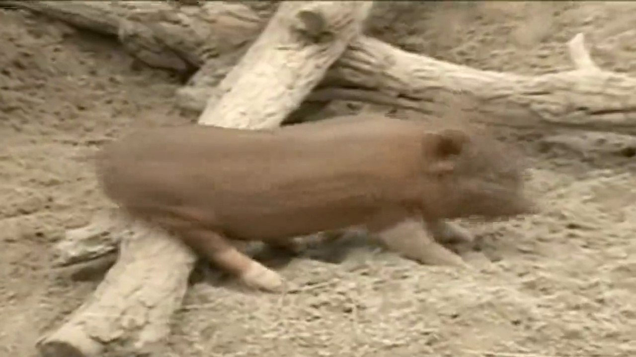 Funny Animals Scratching Compilation