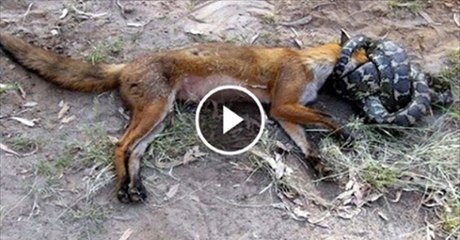 Pet Dog Saves Master From Cobra Snake