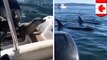 Seal jumps on boat near Vancouver Island to escape pod of hunting orca whales - TomoNews