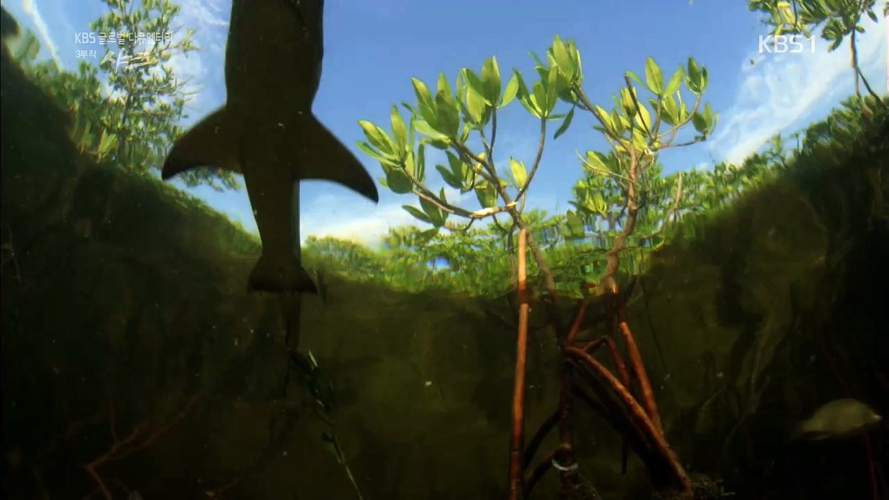 글로벌 다큐멘터리 -샤크 2부 20160827