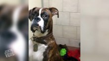 Ce chien n'est pas du tout content que ses maitres soient partis en vacances sans lui et le leur fait bien comprendre