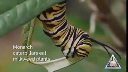 becoming a butterfly video