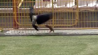 Clever Crow and Funny Mouse Fighting in Cricket Ground