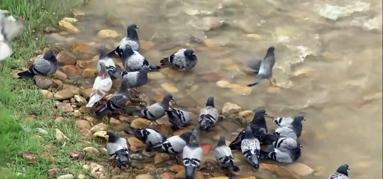 Сом охотится на голубей