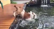 Attiré par des poissons, un bouledogue tombe dans un bassin !
