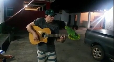 Un duo étonnant entre un guitariste et un perroquet !