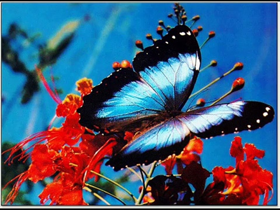 اجا ك وش صار نسخه مسرعه تعجبك