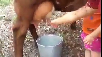 baby playing with cow