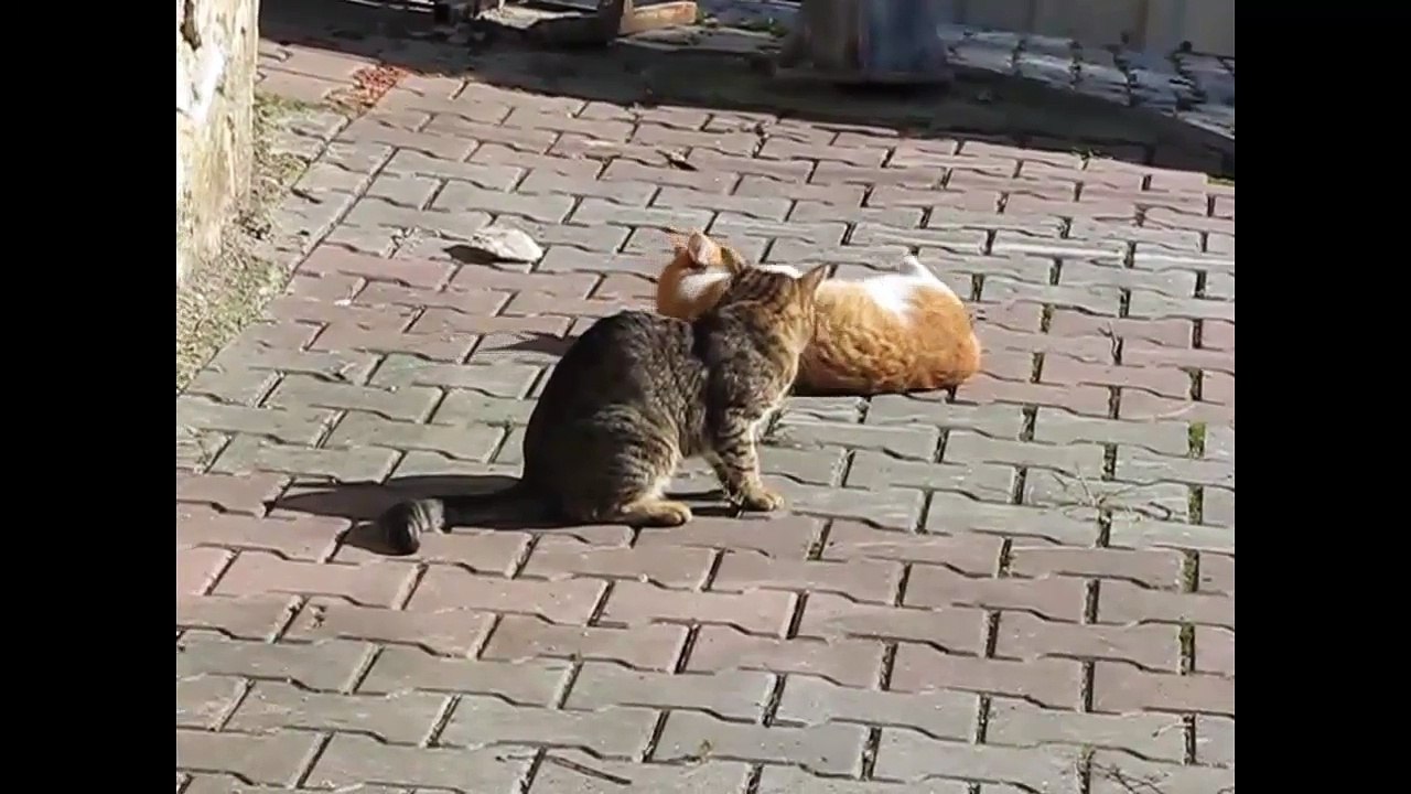 Funny Cats Compilation