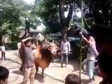 Angry-Red-Bull-Cow-Mandi-2016--Cow-Qurbani