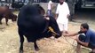 Most-Dangerous-Black-Bull-in-mundi---Cow-Qurbani---2016--Cow-Qurbani