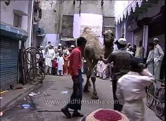 Muslims-buy-camel-for-qurbani-on-the-occasion-of-Eid