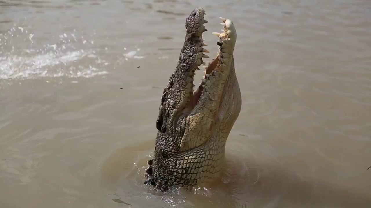Jumping Crocodiles in the Adelaide River, Northern Territory