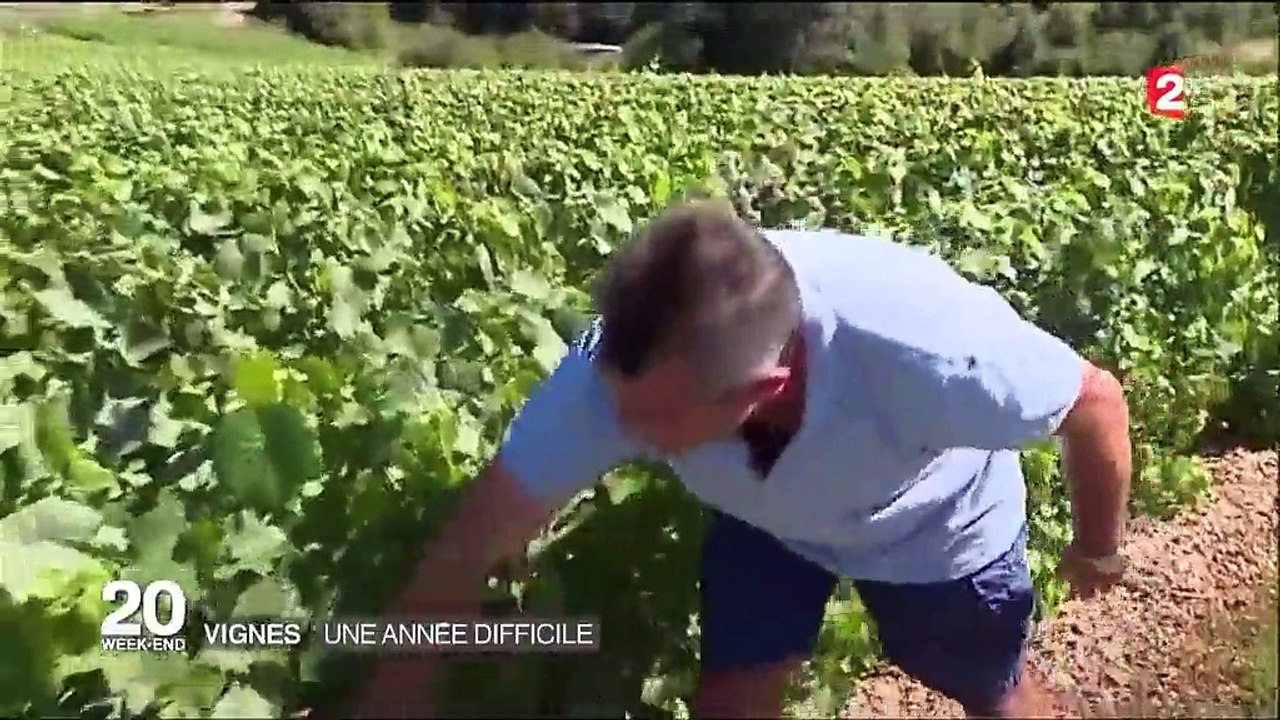 La météo menace la production de vin en France