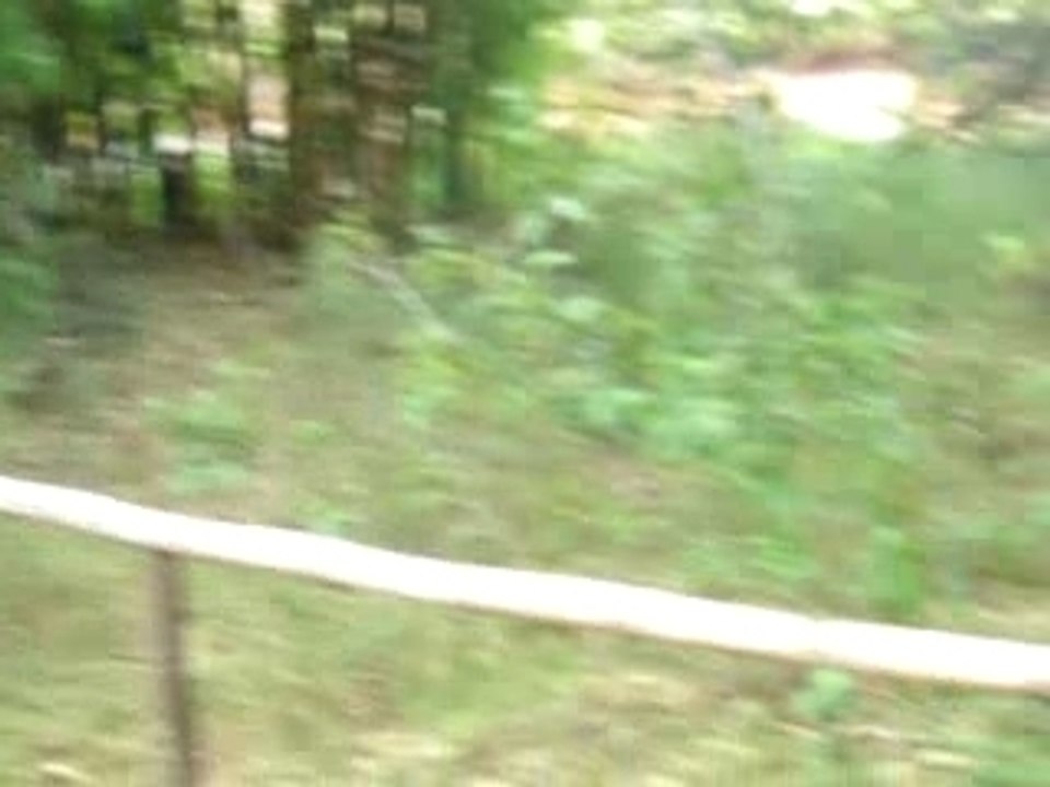 Lémuriens en marche