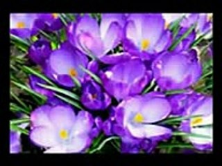 ابتهال ياسيدى يا رسول الله لغة الكلام الشيخ سعيد حافظ