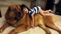 Funny Pets   Funny Dog videos   Gentle Giant Mastiff Plays With Baby