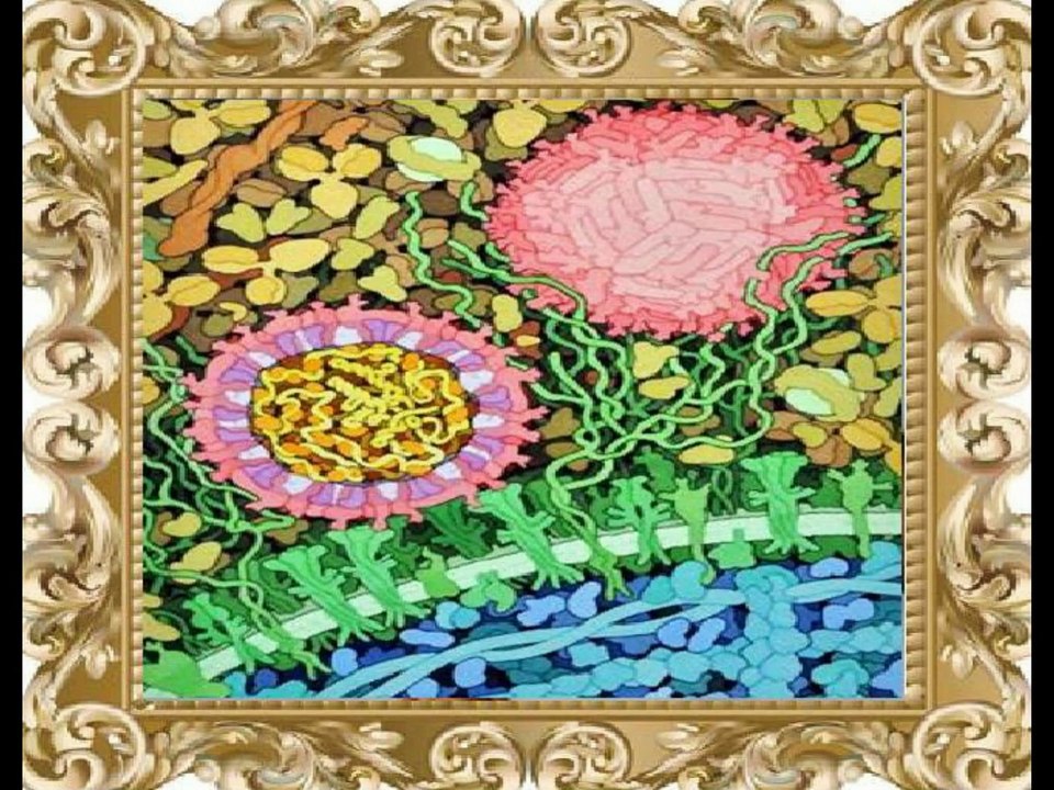 VIRUS ZIKA