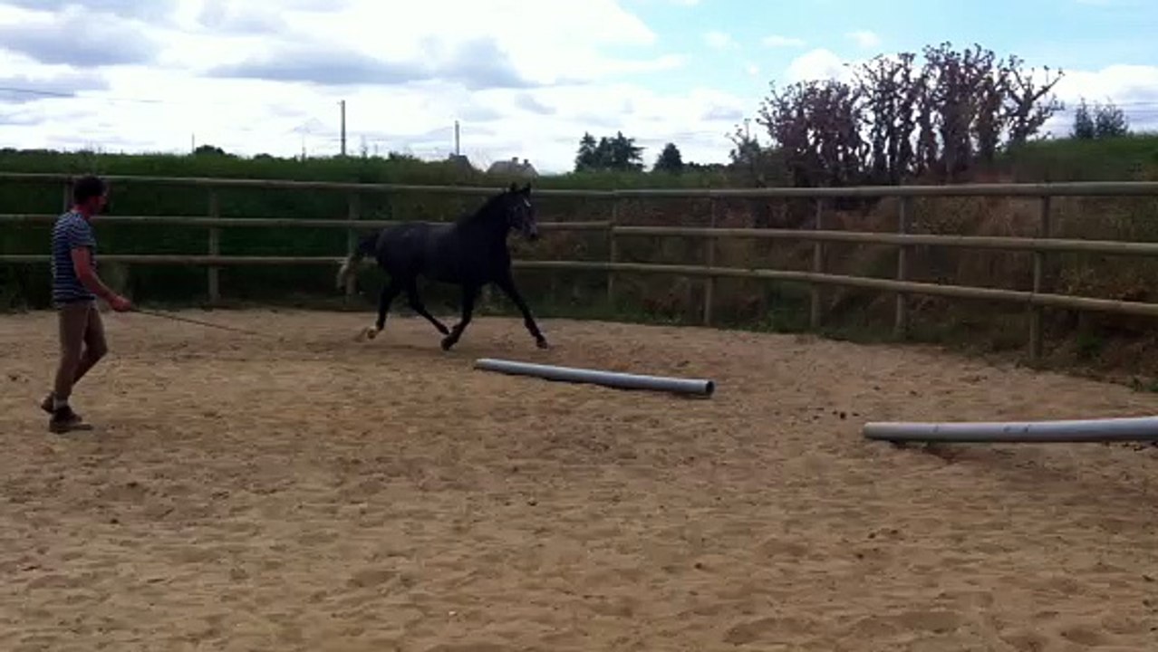 démon de midi au débourrageIMG_0174