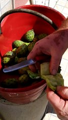 Come sbucciare i fichi d'india