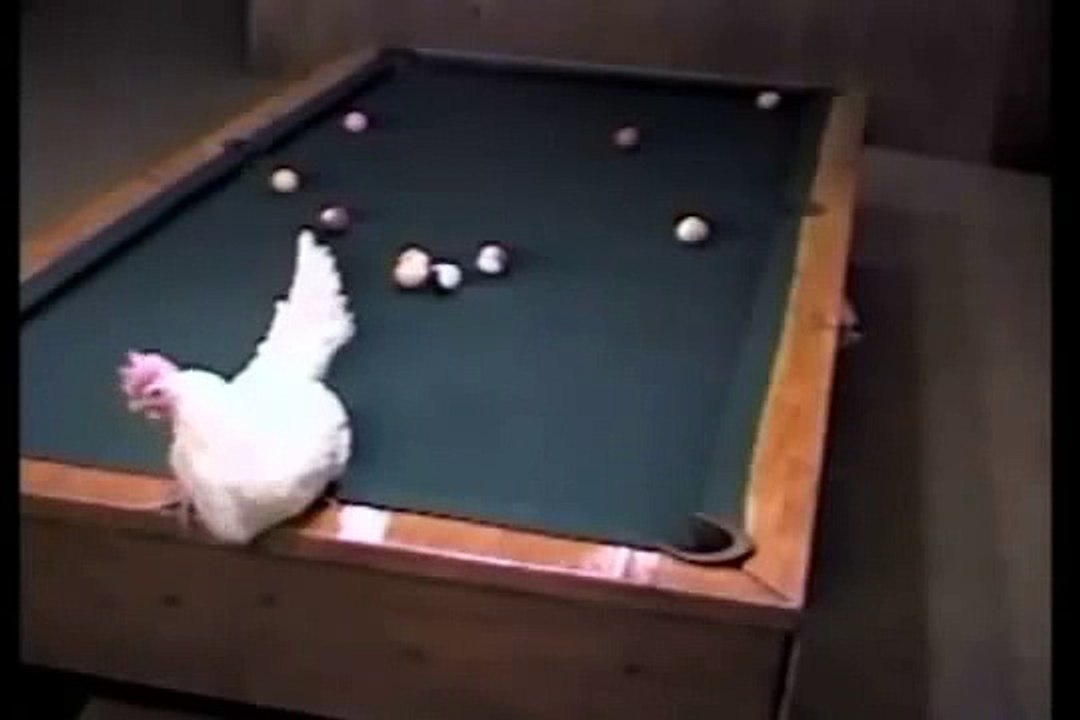 This hen is a great pool player