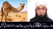 How Our Nabi (S.A.W) Love With Animals Maulana Tariq Jameel Bayyan 2016