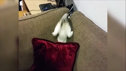 J'e l'ai, je l'ai... Ah non j'ai pas! Chat adorable