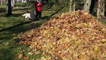 Ce chien adore les feuilles mortes.... ahaha